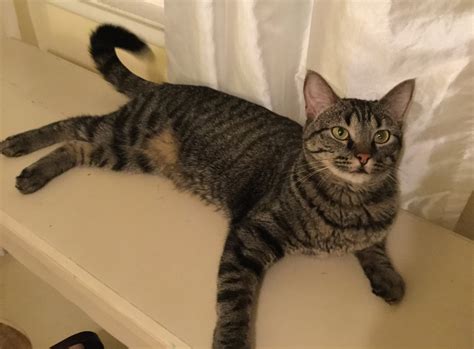 « previous 1 2 3 4 next ». Adoptable Cats : San Antonio Feral Cat Coalition