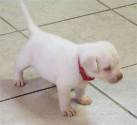 Ktl Akc English Labrador Puppy Puppies Available In Allegan Mi