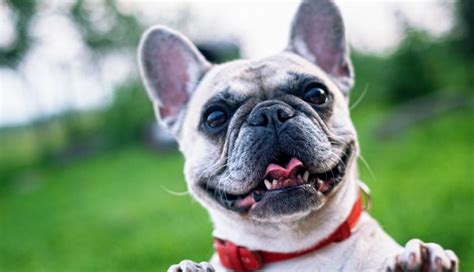 Easy Grooming Tips For French Bulldogs And How Often Should I Groom My