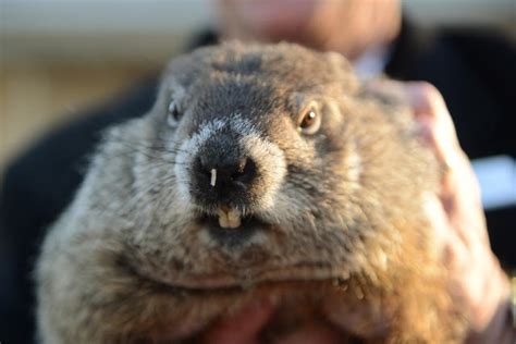renowned groundhog punxsutawney phil does not see shadow predicts early spring