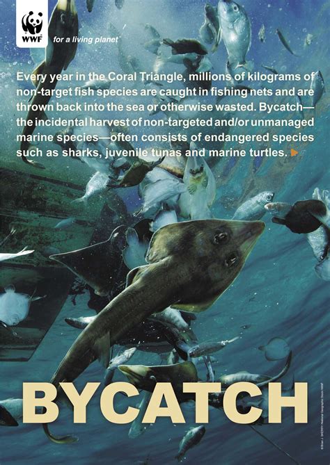 Coral Triangle Bycatch Brochure Wwf