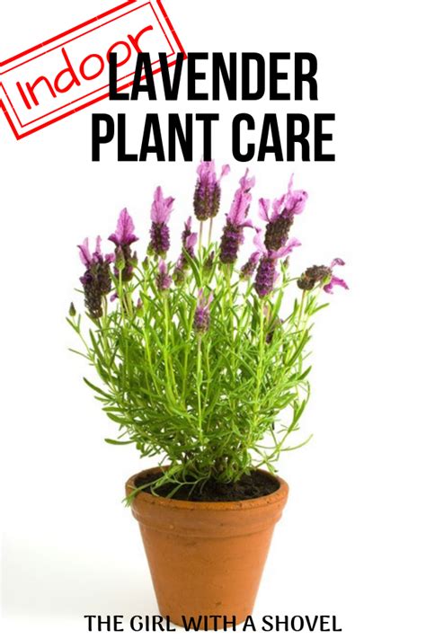 Indoor Lavender Plant Care Lavender Plant Care Indoor Lavender Plant