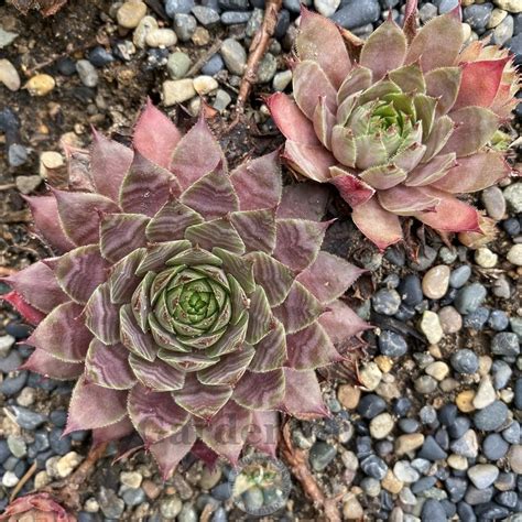 Photo Of The Entire Plant Of Hen And Chicks Sempervivum Peggy