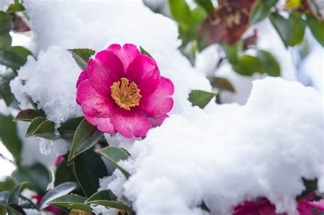 Winter Flowers To Plant Mnn Mother Nature Network
