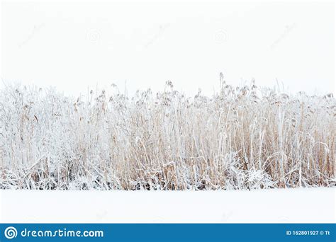 Frosty Reedbed With Snow In The Winter Stock Image Image Of
