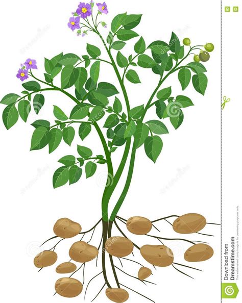 Potato Plant Vector Illustration In Flat Design Potato Growth Diagram