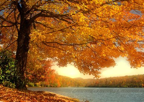 Fall Scenes Tags Maple Tree Fall Autumn Mountains
