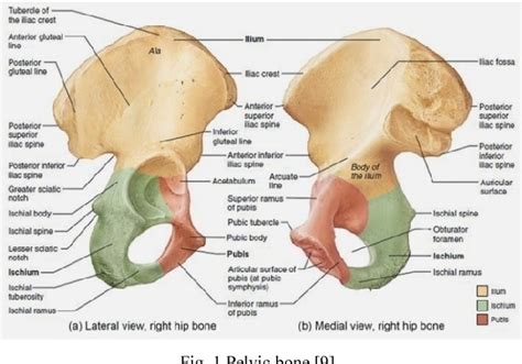 Hip Bone Anatomy