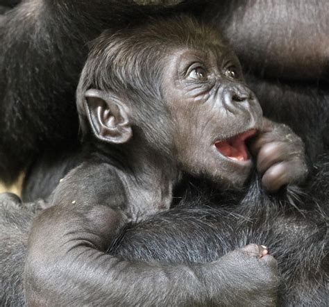 ‘curious And ‘wiggly Describes Infant Gorilla At National Zoo The