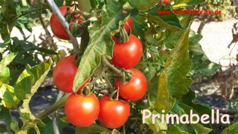 Primabella Tomatesaatgut Gemüse Samen Tomaten Kalebassen Samenfest