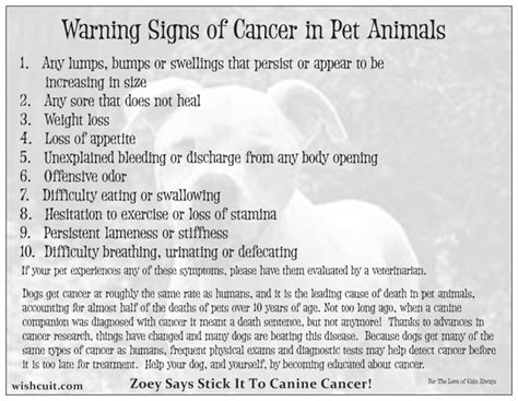 Warning Signs Of Cancer In Pet Animals Wishcuit Innovative Ways To Help Dogs In Need