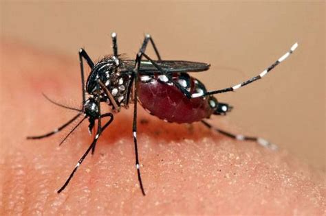Ciri Morfologi Nyamuk Aedes Aegypti