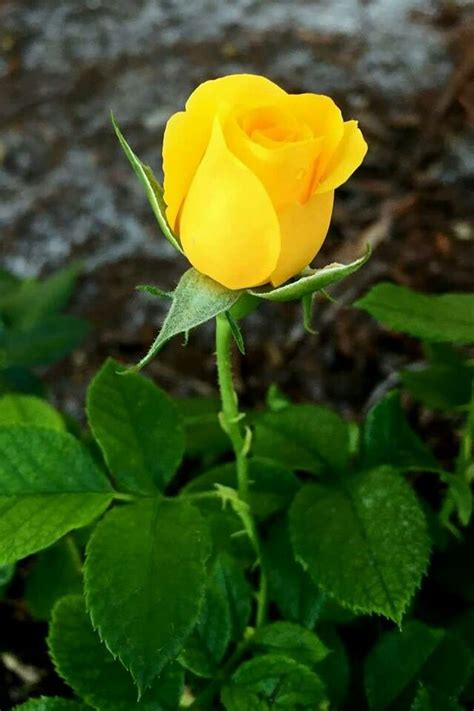 Pin By Kianas Dimitrios On Flowers Beautiful Flowers Yellow Roses