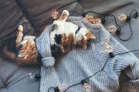 Lazy Cat Sleeping On Woolen Sweater Stock Image Colourbox