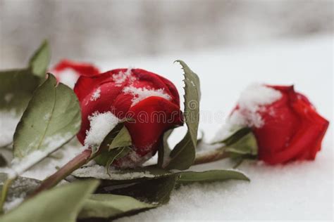 Snowy Roses Scattered On The Snow Macro Stock Image Image Of Form