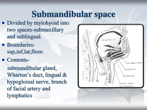 Ppt Deep Neck Space Infections Powerpoint Presentation Free Download