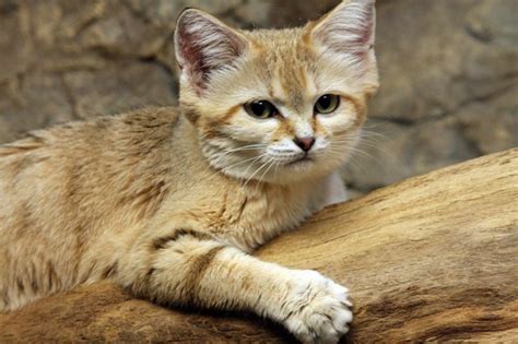 Adorable Rare Sand Cat Photographed For The 1st Time In A Decade Cuteness