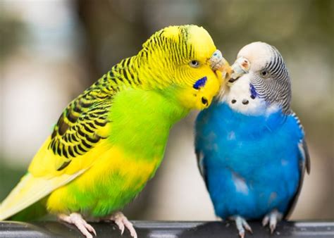 Best Pet Birds For Beginners The Ultimate Bird Owners Guide