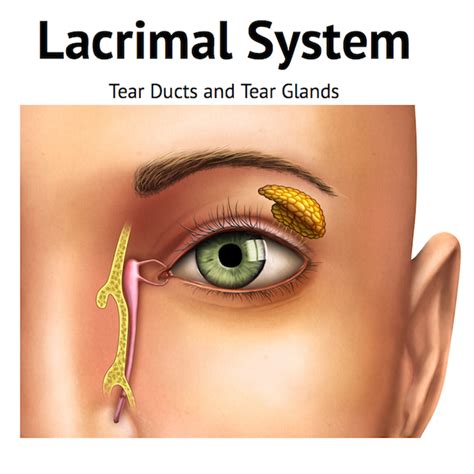 Lacrimal Gland