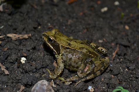 European Common Frog Facts For Kids And Adults Pictures Information Video