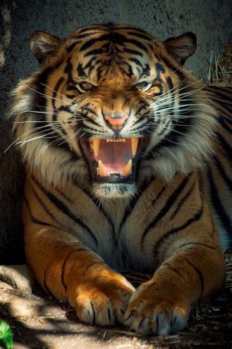 Hd Wallpaper Tiger Showing Teeth Nobody Wins Tamron Face Growl