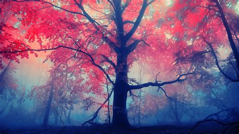 1366x768 Autumn Forest 1366x768 Resolution Hd 4k Wallpapers Images