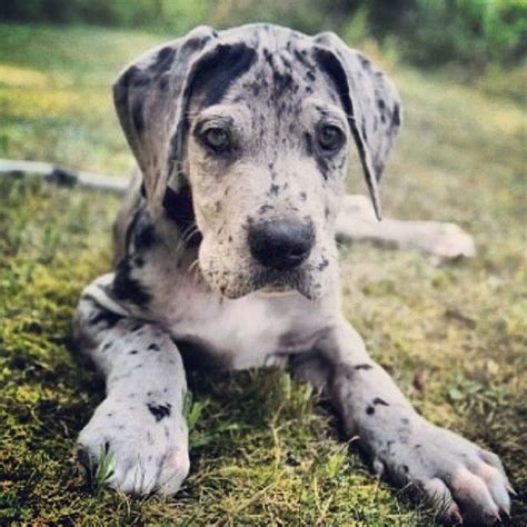 What color is great dane coat? Merle Great Dane Pup