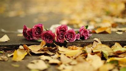 Flower Autumn Nature Flowers Wallpapers Fb Fall