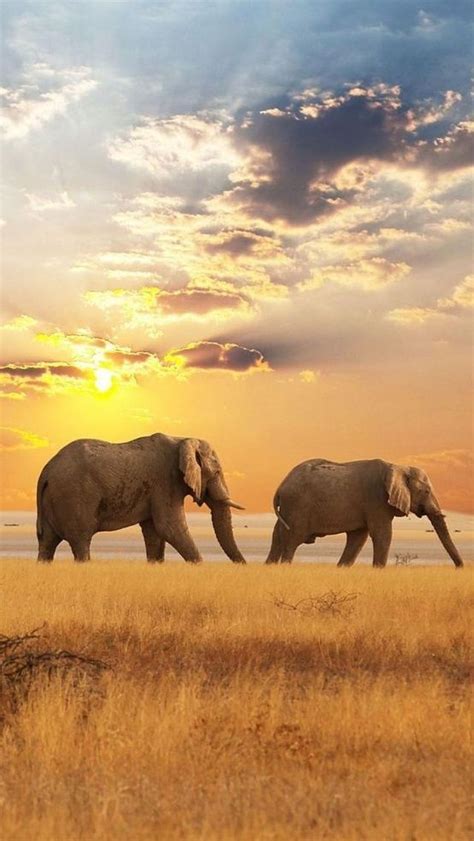 Pin By Lynn Dunn On Elepнanт Elephant Pictures Elephant Love