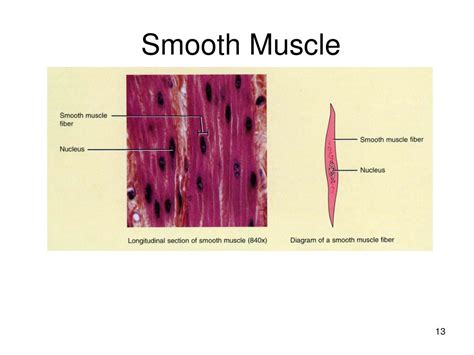 PPT - Tissues PowerPoint Presentation, free download - ID ...