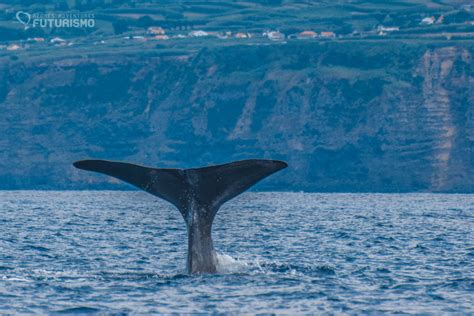 6 Species Of Cetaceans Sighted In São Miguel Island Azores Whales