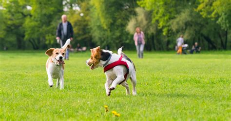 Your Guide To Local Dog Parks In Cincinnati Northern Kentucky