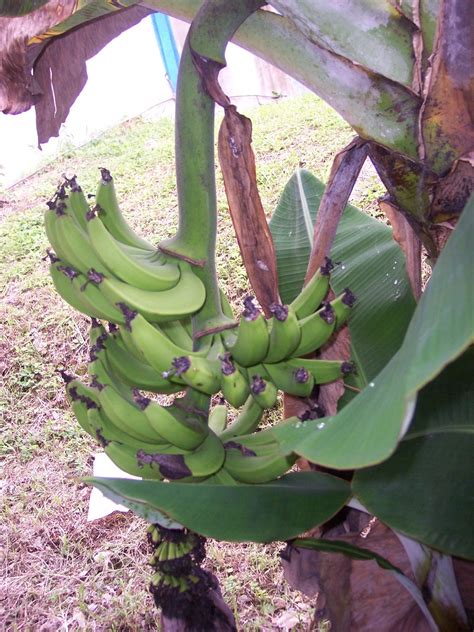 Platano verde(green banana) in Puerto Rico | Puerto rico, Puerto ricans, Puerto