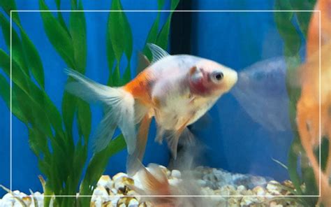 Goldfish Stringy White Poop Causes And Treatments