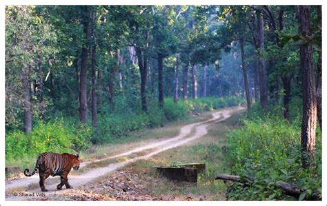 About Kanha National Park Tiger Safari India Blog