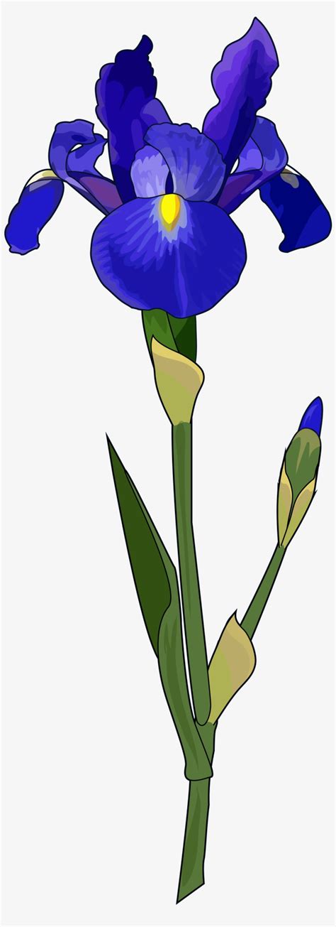 Download Iris Blue Iris Flower Hd Transparent Png