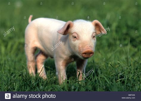 Hausschwein ist ein wichtiges nutztier, vor allem zur erzeugung von fleisch.abhängig von geschlecht und alter können schweine unterschiedlich das hausschwein stammt vom wildschwein ab. Hausschwein Stockfotos und -bilder Kaufen - Alamy