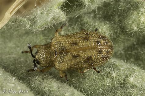 Stenopodius Sp Possibly Undescribed On Alkali Mallow M Flickr