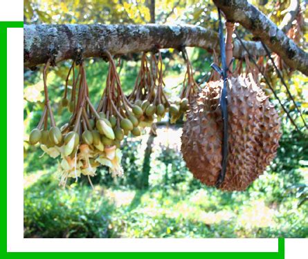 Update loker di tulungagung bulan ini untuk anda yang membutuhkan info lowongan pekerjaan terkini untuk wilayah tulungagung. Kebun Buah