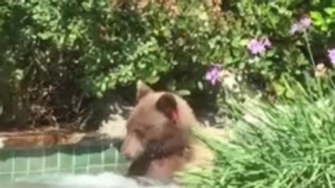 Video Socal Bear Takes Relaxing Hot Tub And Then Helps Itself To Margarita