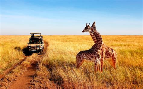 Dónde Conviene Hacer Safaris En Kenia Viajes A Kenia