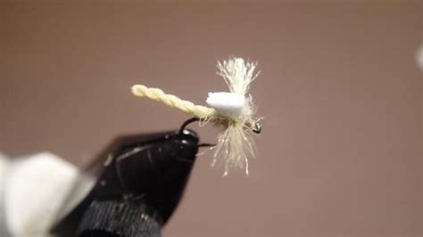 A Black And White Bug With A Yellow String Attached To It