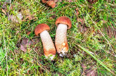 Forest Edible Mushrooms With Brown Caps On The Grass Stock Image