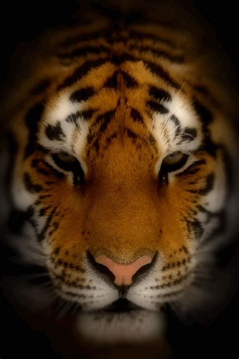 🔥 49 Tiger Screensavers And Wallpaper Wallpapersafari