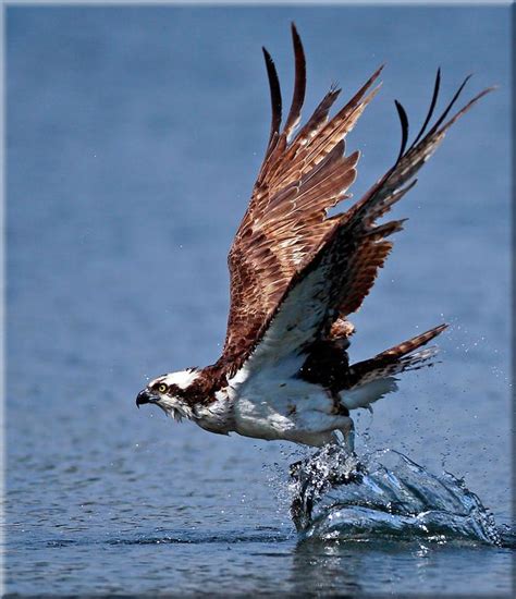 Osprey Flight Of The Photo By Photographer Linh Dinh Aves De