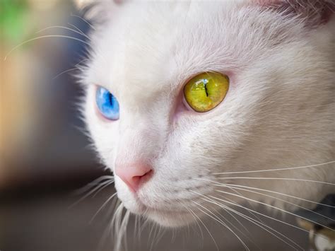 The Most Popular—and Expensive—exotic Cat Breeds In The World