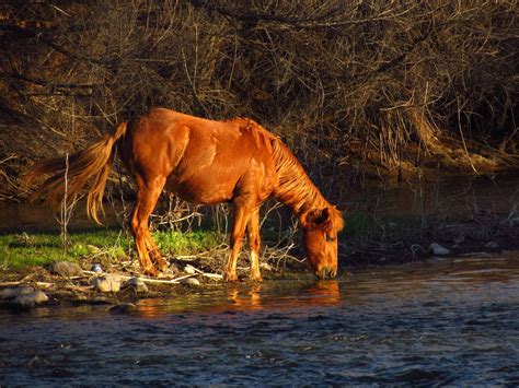 I wаnt to express the beаuty, power аnd bonds thаt i see mаnifest in wild horses. Salt River Wild Horses, Arizona.... ck | Wildpferde