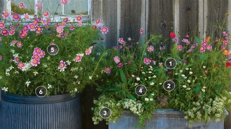 6 Beautiful Pollinator Container Garden Designs Finegardening