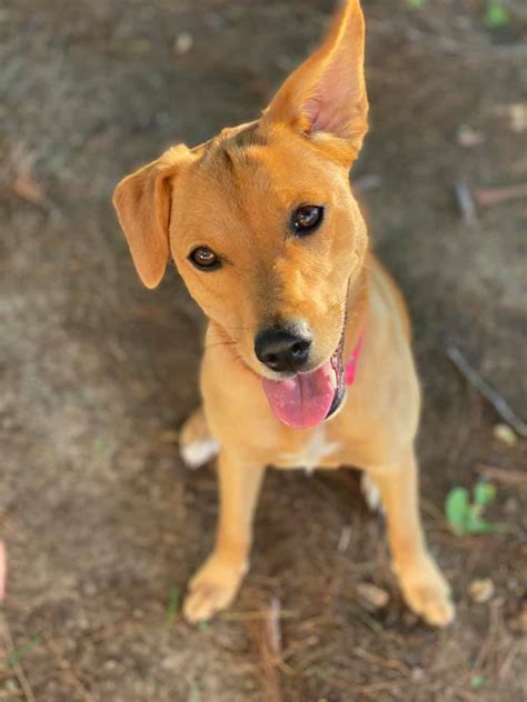 Coming up at friendship circle. It's National Mutt Day!
