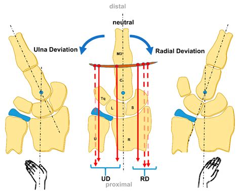 Life Free Full Text Anatomy Biomechanics And Loads Of The Wrist Joint